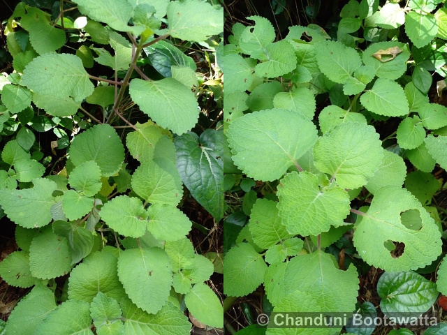 Plectranthus amboinicus 