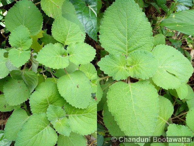 Plectranthus amboinicus 