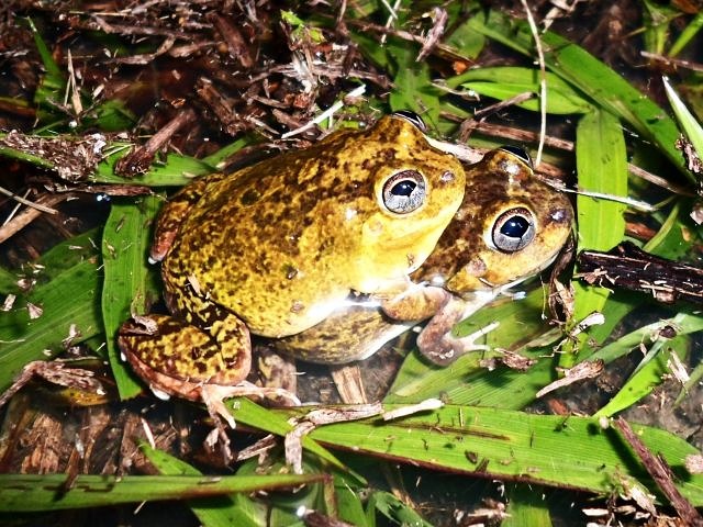 PLEURODEMA DIPLOLISTER (Peters, 1870) – Rã-da-Caatinga PLEURODEMA DIPLOLISTER (Peters, 1870) – Rã-da-Caatinga