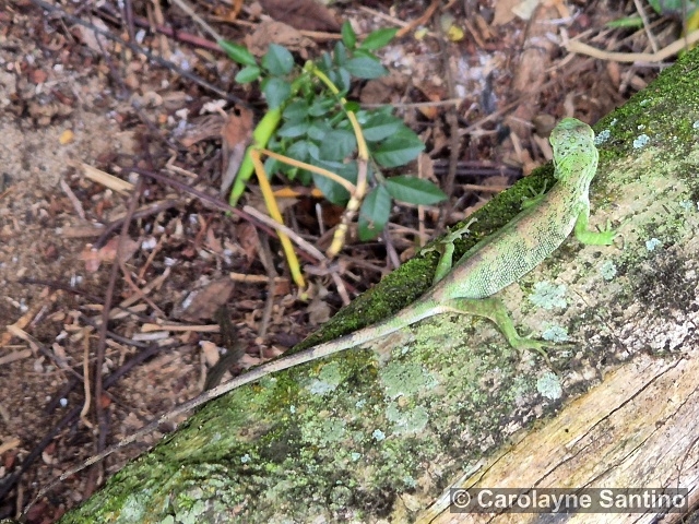 Polychrus marmoratus