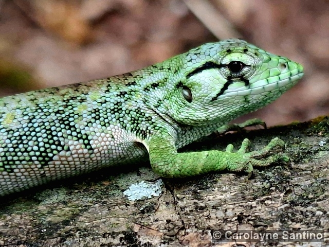 Polychrus marmoratus