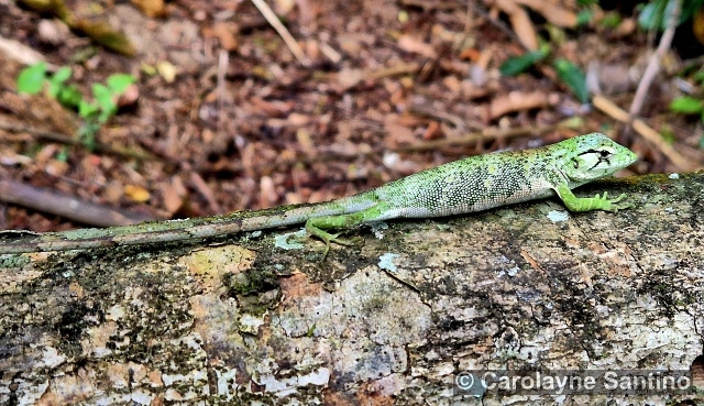 Polychrus marmoratus