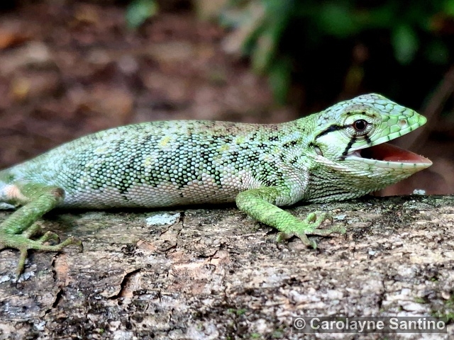 Polychrus marmoratus