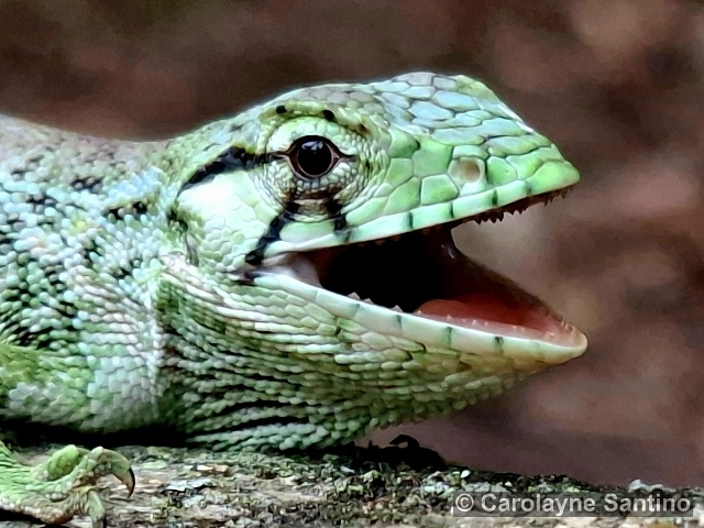 POLYCHRUS MARMORATUS (Linnaeus, 1758) – Lagarto-preguiça Polychrus marmoratus