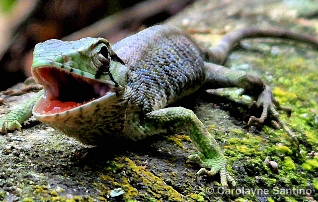Polychrus marmoratus