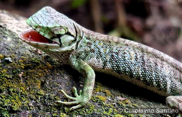 Polychrus marmoratus
