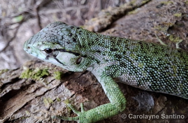 Polychrus marmoratus