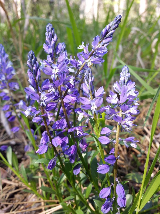 Polygala amara