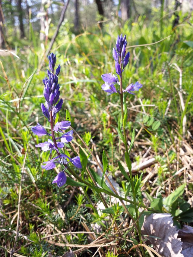 Polygala amara