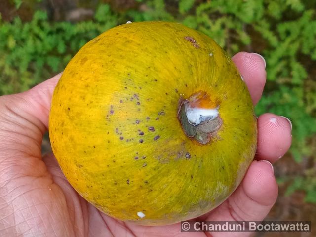 Pouteria campechiana