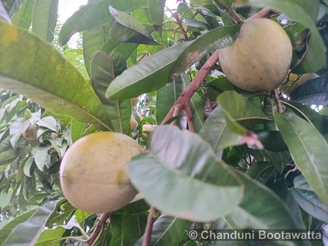 Pouteria campechiana