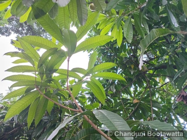 Pouteria campechiana