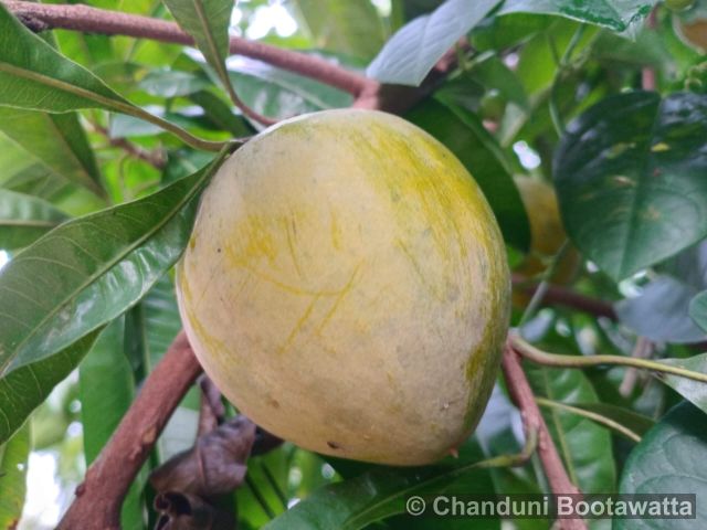 POUTERIA CAMPECHIANA (Kunth) Baehni – Egg Fruit POUTERIA CAMPECHIANA (Kunth) Baehni – Egg Fruit