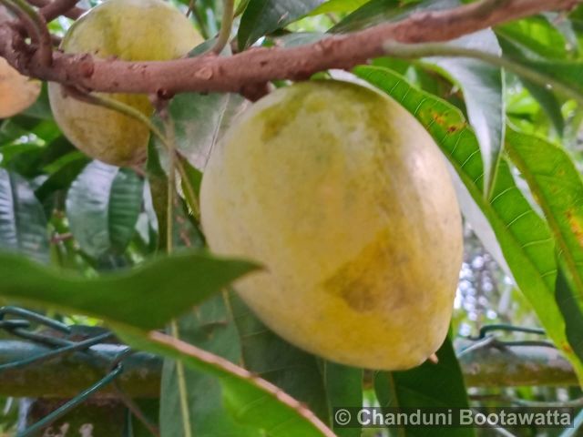 Pouteria campechiana