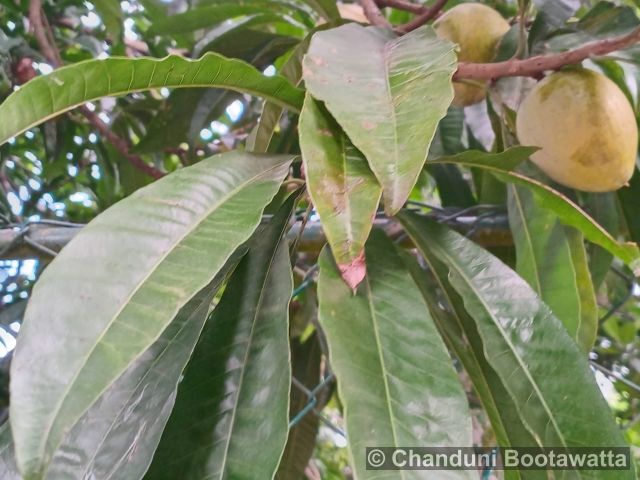 Pouteria campechiana