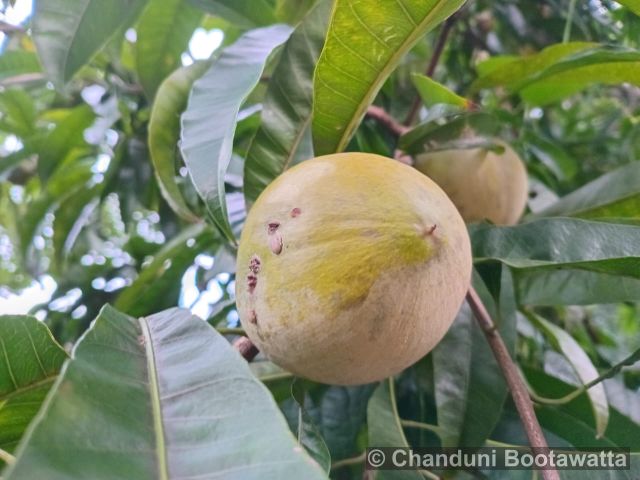 Pouteria campechiana