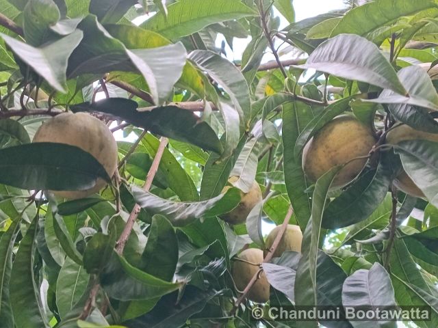 Pouteria campechiana