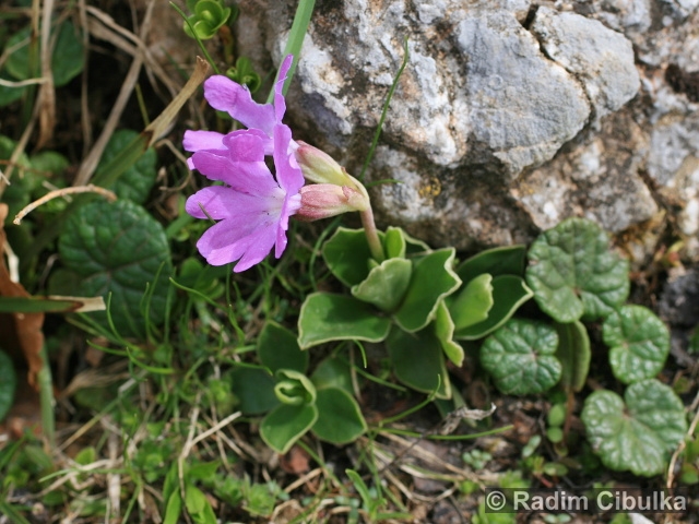 Primula clusiana