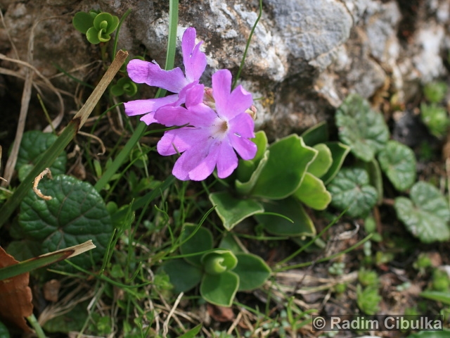 Primula clusiana
