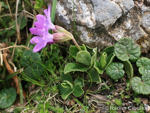 Primula clusiana