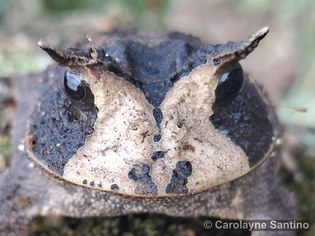 Proceratophrys boiei