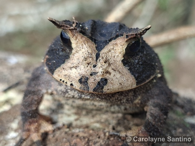 Proceratophrys boiei