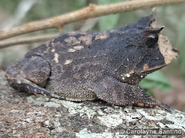 Proceratophrys boiei