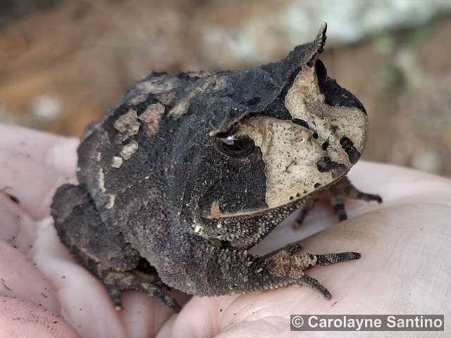 Proceratophrys boiei