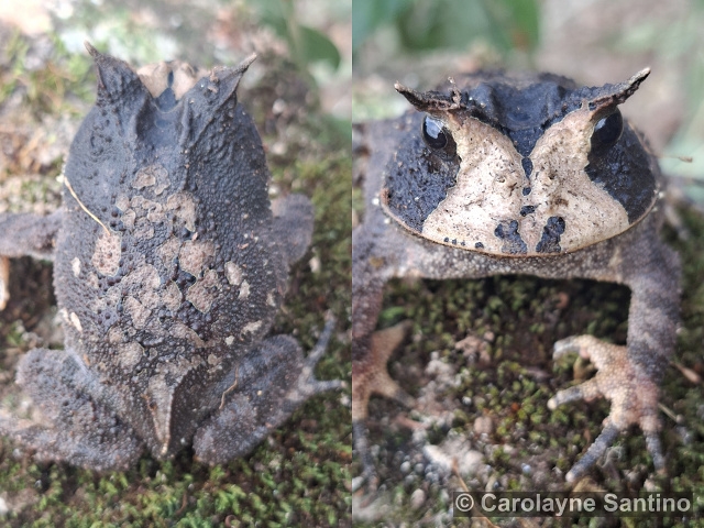 Proceratophrys boiei