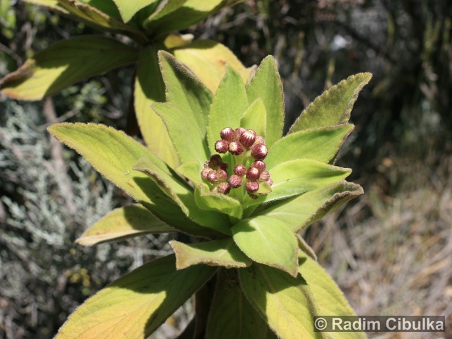 Psiadia anchusifolia
