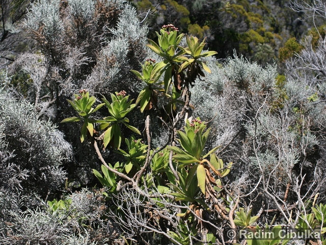 Psiadia anchusifolia