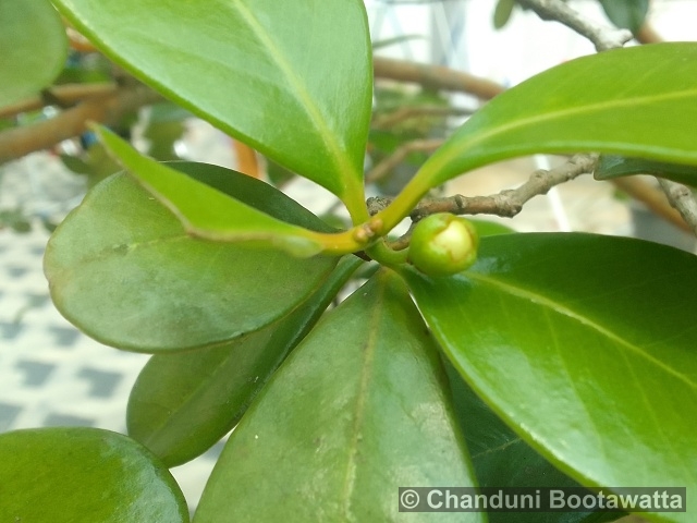 Psidium cattleianum 