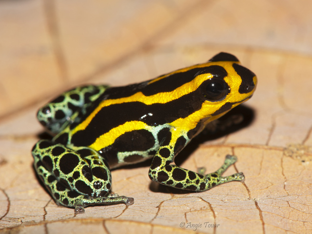 RANITOMEYA TORARO Brown, Caldwell, Twomey, Melo-Sampaio & Souza, 2011 – Rã-Ponta-de-Flecha RANITOMEYA TORARO Brown, Caldwell, Twomey, Melo-Sampaio & Souza, 2011 – Rã-Ponta-de-Flecha