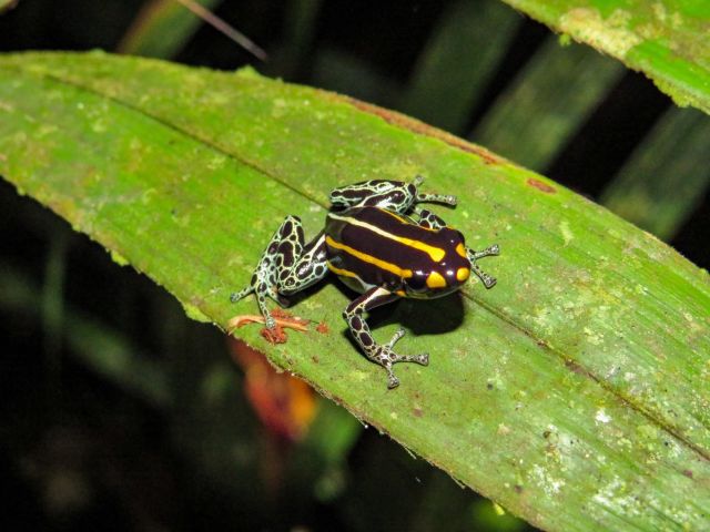 Ranitomeya toraro