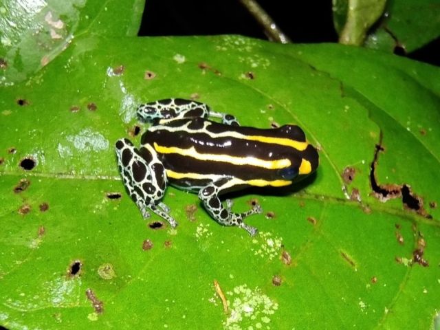Ranitomeya toraro