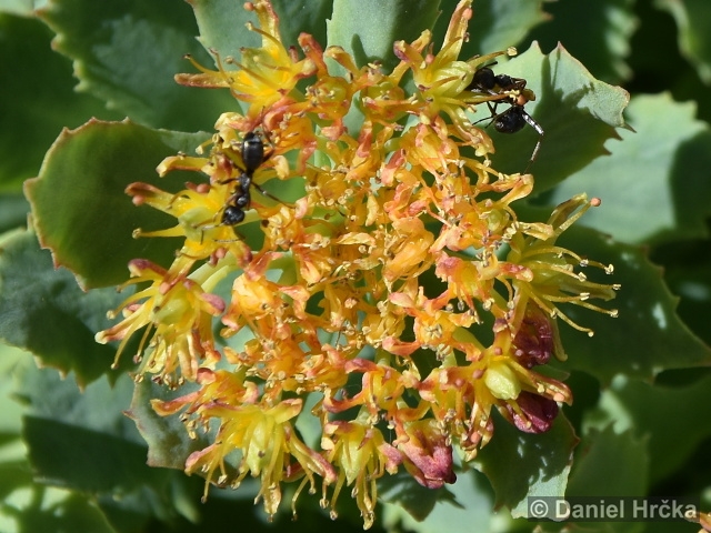 Rhodiola rosea