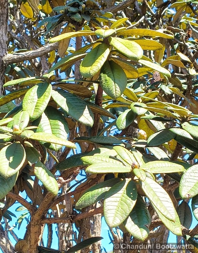 Rhododendron arboreum subsp. zeylanicum