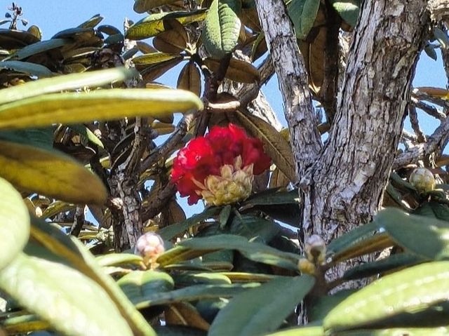 Rhododendron arboreum subsp. zeylanicum