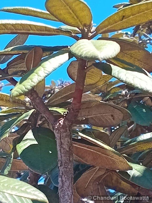 Rhododendron arboreum subsp. zeylanicum