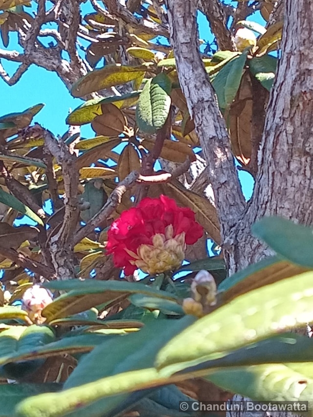 Rhododendron arboreum subsp. zeylanicum