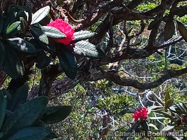 Rhododendron arboreum subsp. zeylanicum