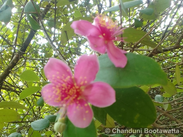 RHODOMYRTUS TOMENTOSA (Sol.) Hassk. – Rose myrtle RHODOMYRTUS TOMENTOSA (Sol.) Hassk. – Rose myrtle