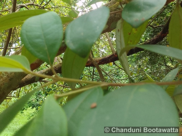 Rhodomyrtus tomentosa