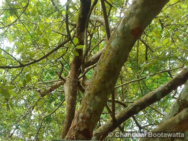 Rhodomyrtus tomentosa