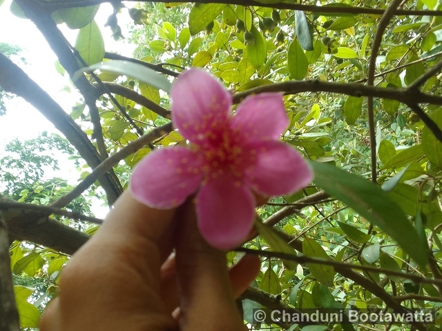 Rhodomyrtus tomentosa