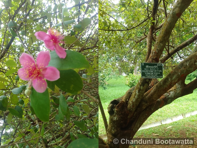 Rhodomyrtus tomentosa