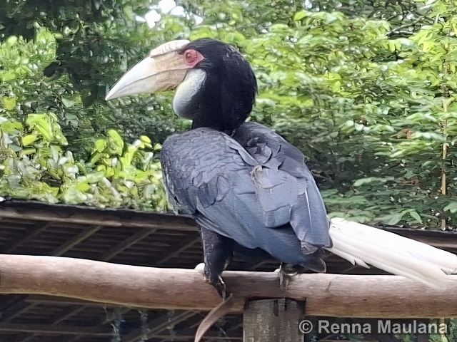 Rhyticeros undulatus