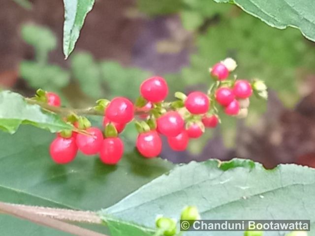 RIVINA HUMILIS L. – Blood Berries RIVINA HUMILIS L. – Blood Berries