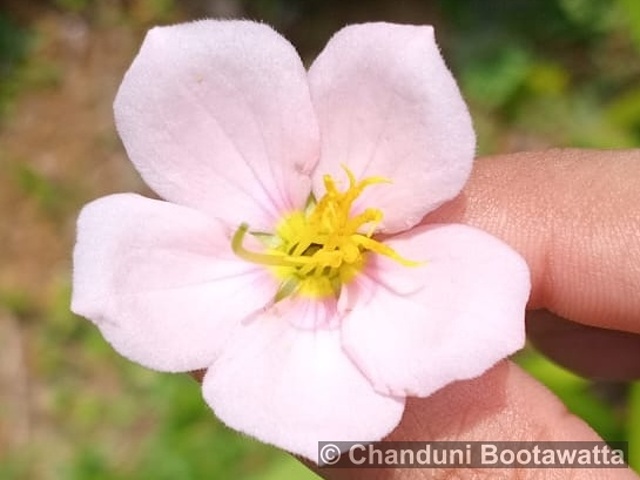Sabatia stellaris