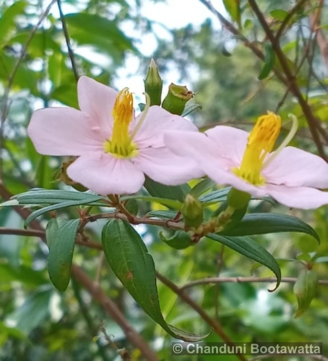 Sabatia stellaris